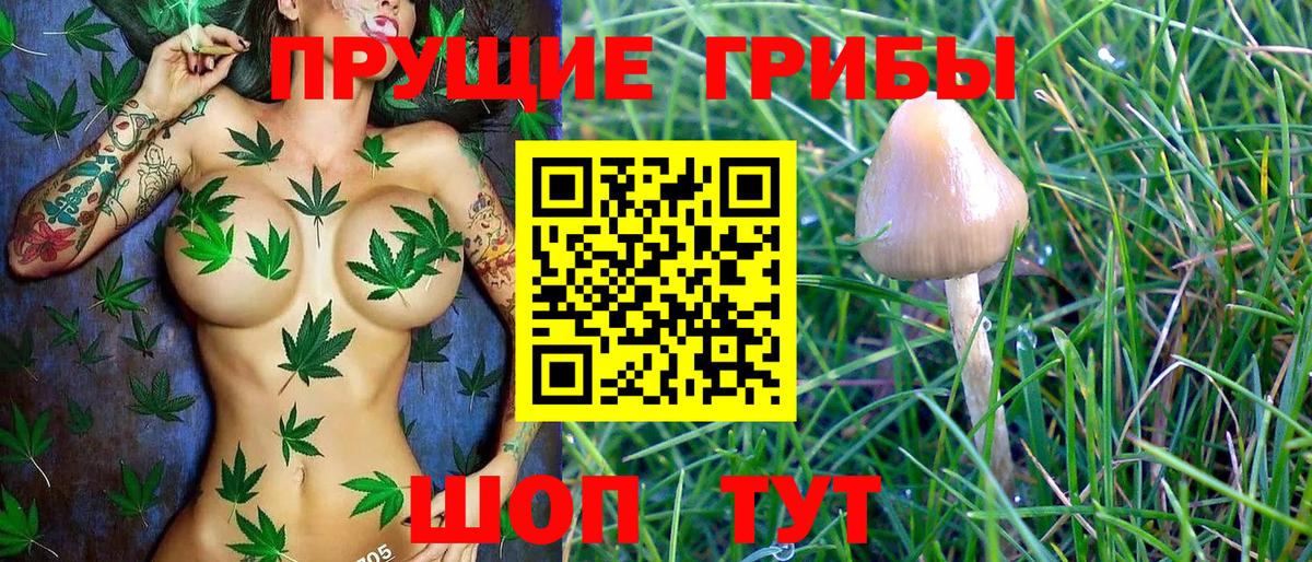 Псилоцибиновые грибы Psilocybine cubensis Сибай